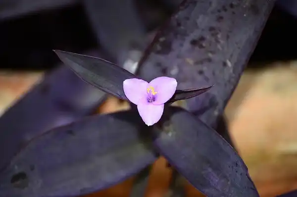 Photo of Tradescantia pallida 'Purple Heart' (Tradescantia pallida 'Purple Heart's)