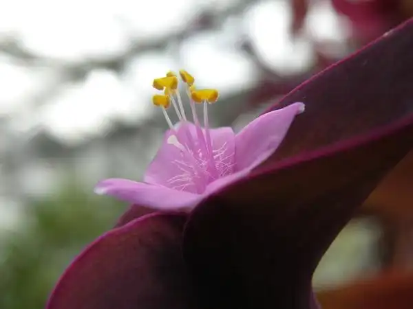 Photo of Tradescantia pallida 'Purple Heart' (Tradescantia pallida 'Purple Heart's)
