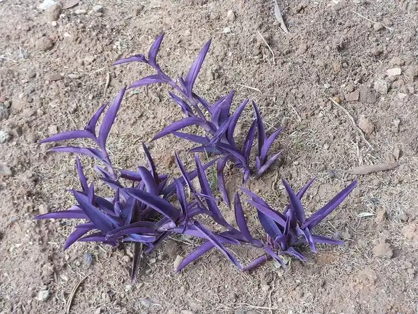 Photo of Tradescantia pallida 'Purple Heart' - Habit:Michael Coughlan