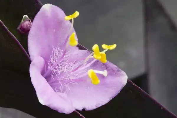 Photo of Tradescantia pallida 'Purple Heart' - Flower close up:Janet Tarbox