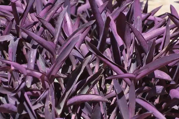 Photo of Tradescantia pallida 'Purple Heart' - Form:Will C. Fry