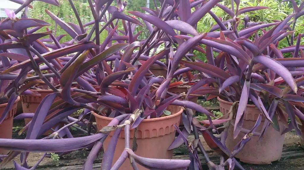 Photo of Tradescantia pallida 'Purple Heart' - Form in pot:Mokkie