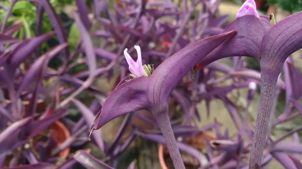 Photo of Tradescantia pallida 'Purple Heart' - Bloom close-up:Mokkie