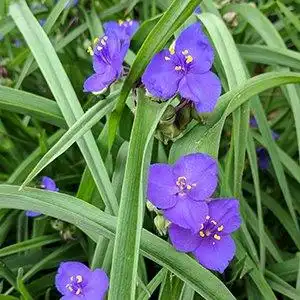 Photo of Tradescantia 'Purple Profusion' (Andersoniana Group) (Tradescantia 'Purple Profusion' (Andersoniana Group)s)