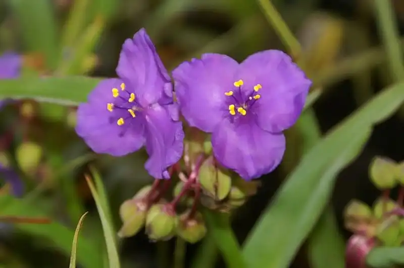 Photo of Tradescantia 'Purple Profusion' (Andersoniana Group) (Tradescantia 'Purple Profusion' (Andersoniana Group)s)