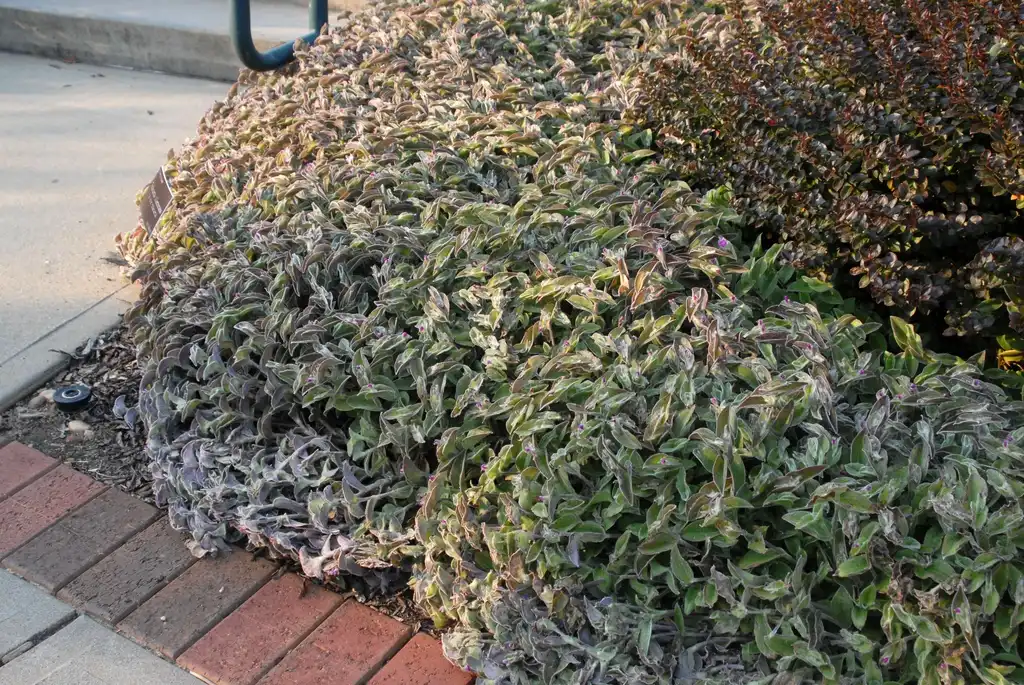 Фото Tradescantia sillamontana (Tradescantia sillamontanas)