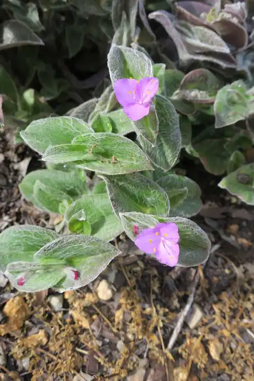 Фото Tradescantia sillamontana (Tradescantia sillamontanas)