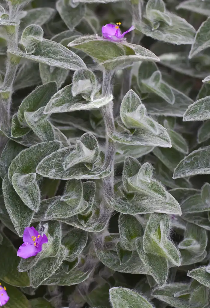 Фото Tradescantia sillamontana - Stem:Diego Delso