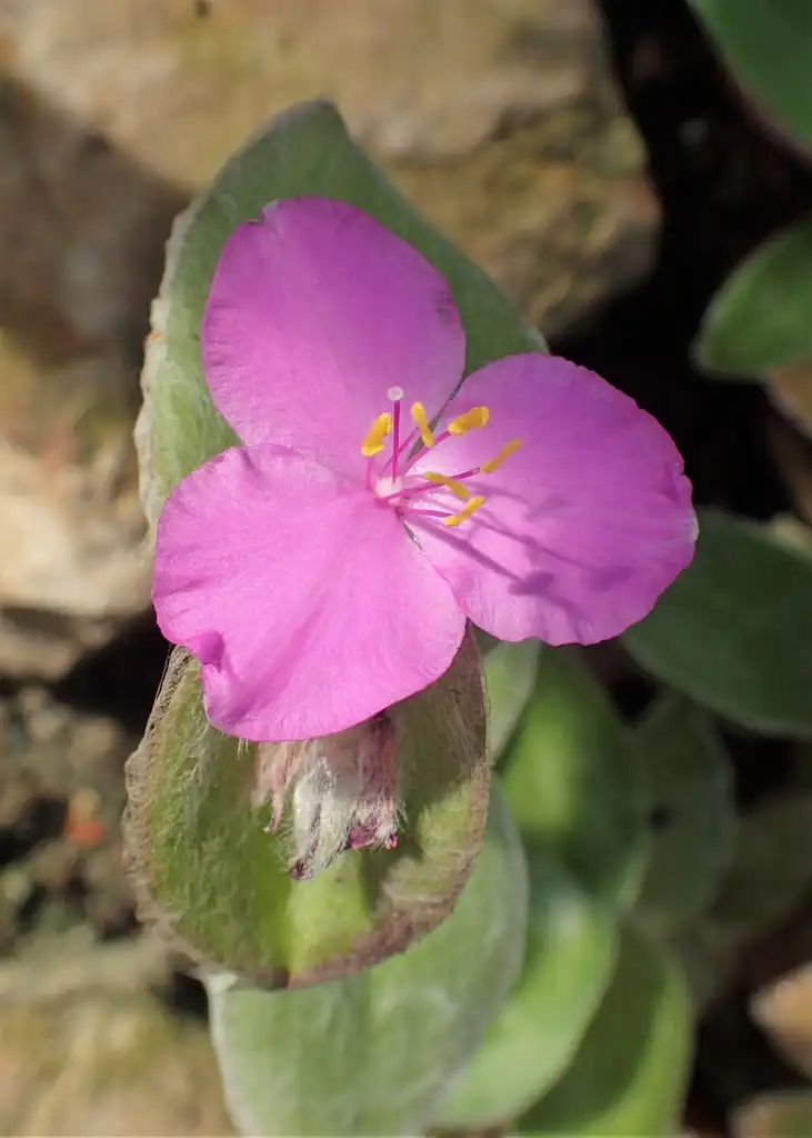 Фото Tradescantia sillamontana - Flower detail:Krzysztof Ziarnek, Kenraiz