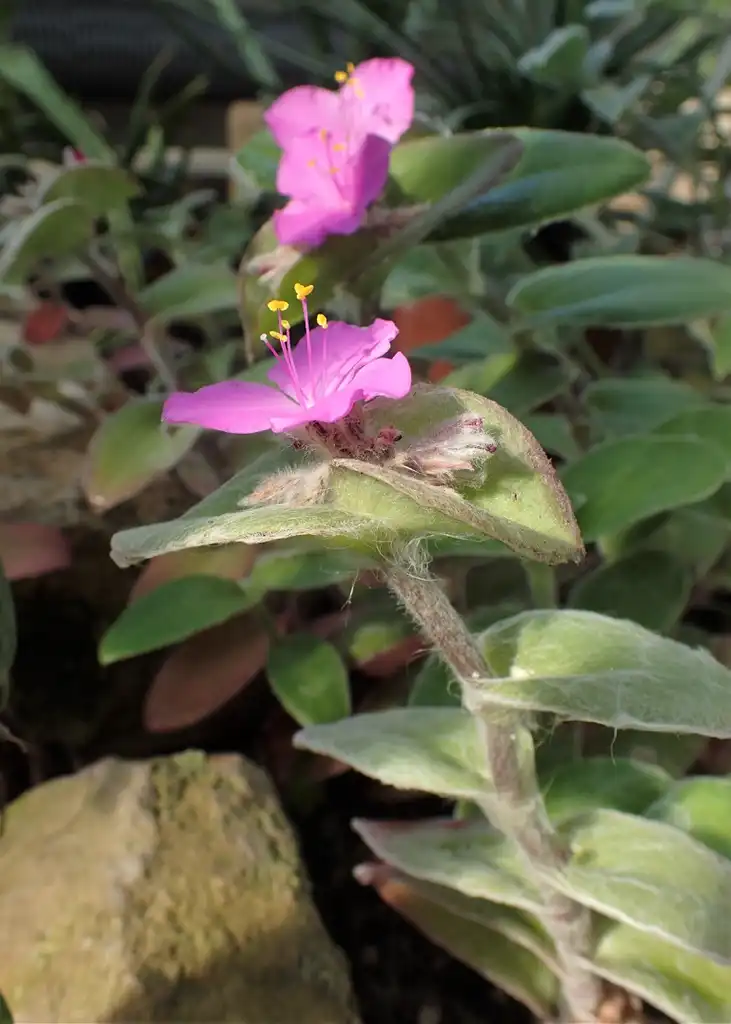 Фото Tradescantia sillamontana - Flower and stem:Krzysztof Ziarnek, Kenraiz