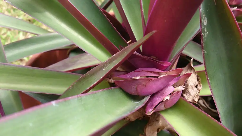 Photo of Tradescantia spathacea (Tradescantia spathaceas)