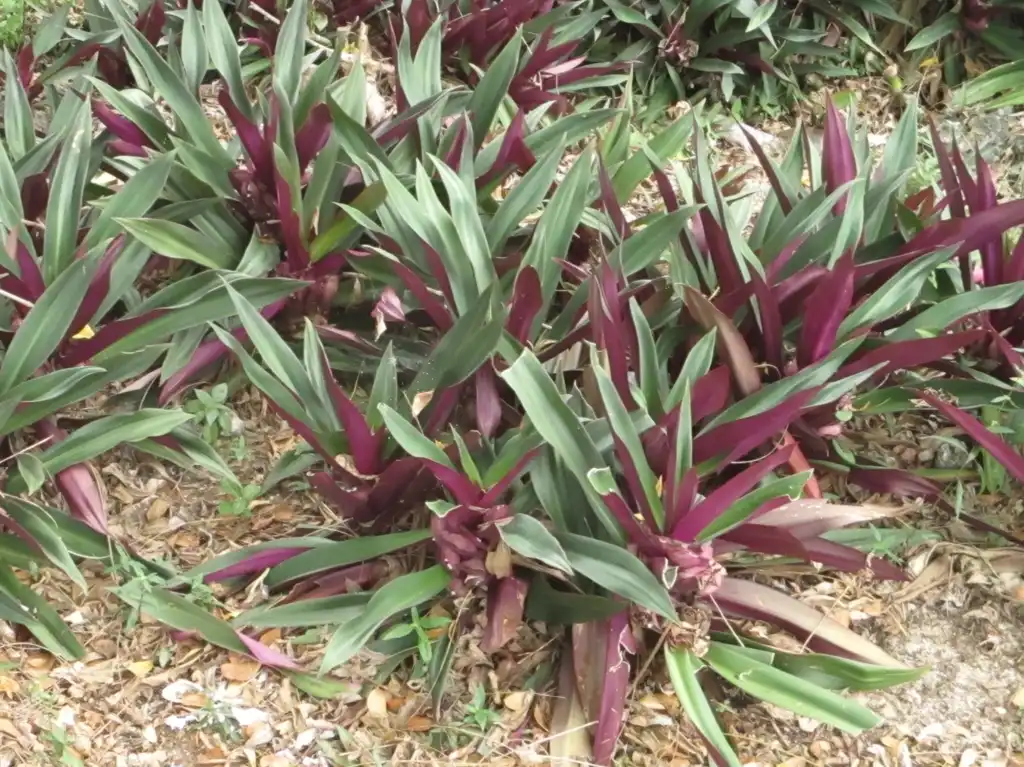 Photo of Tradescantia spathacea (Tradescantia spathaceas)