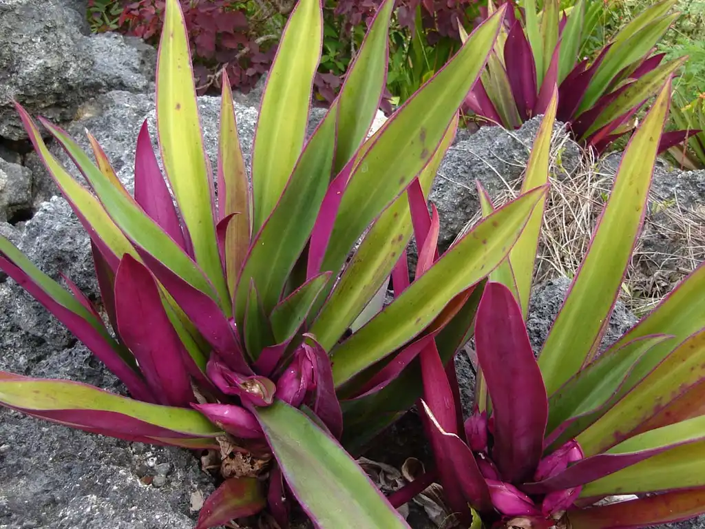 Photo of Tradescantia spathacea - Form close-up:Tauʻolunga
