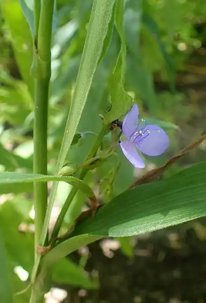Фото Tradescantia subaspera (Tradescantia subasperas)