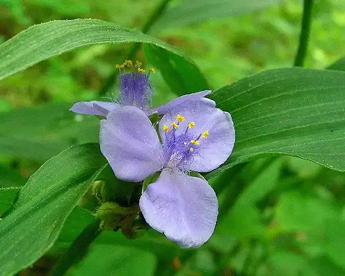 Фото Tradescantia subaspera (Tradescantia subasperas)