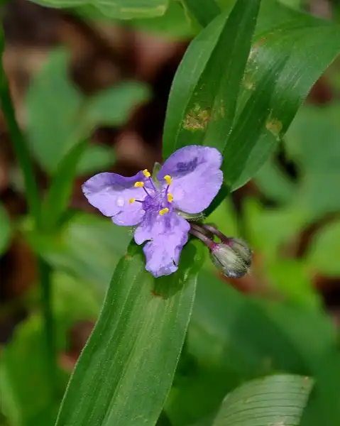 Фото Tradescantia subaspera - Bloom and buds:Kara Jones