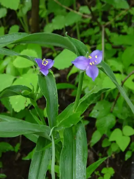 Фото Tradescantia subaspera - Form:GRSM Inventory and Moni...