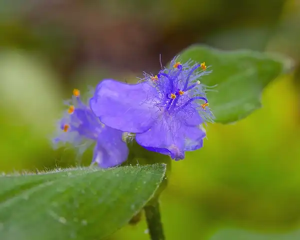 Фото Tradescantia subaspera - Flower:wplynn