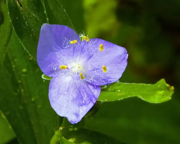 Фото Tradescantia subaspera - Flower form:wplynn