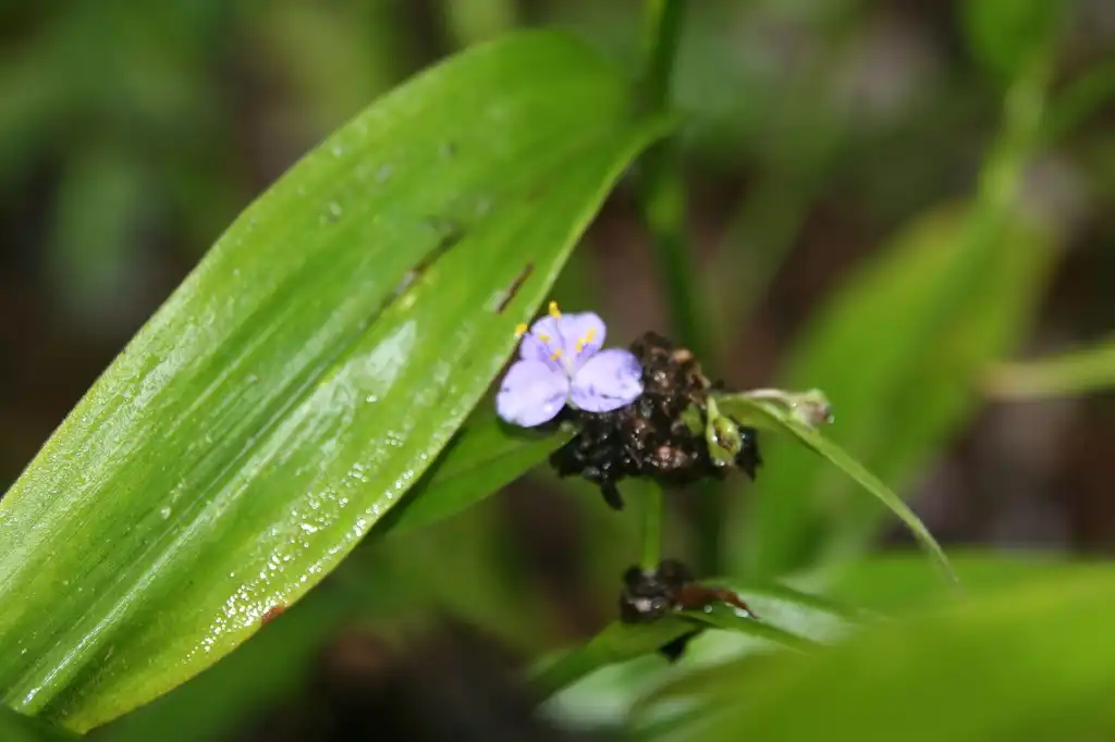 Фото Tradescantia subaspera - Leaf and young flower:David J. Stang
