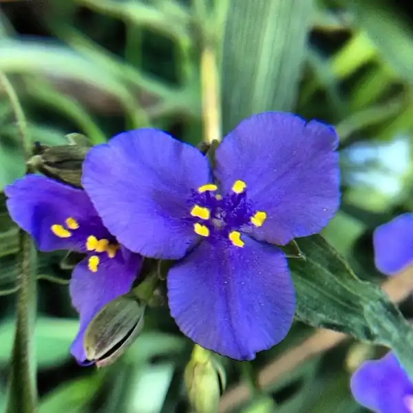 Фото Tradescantia virginiana (Tradescantia virginianas)
