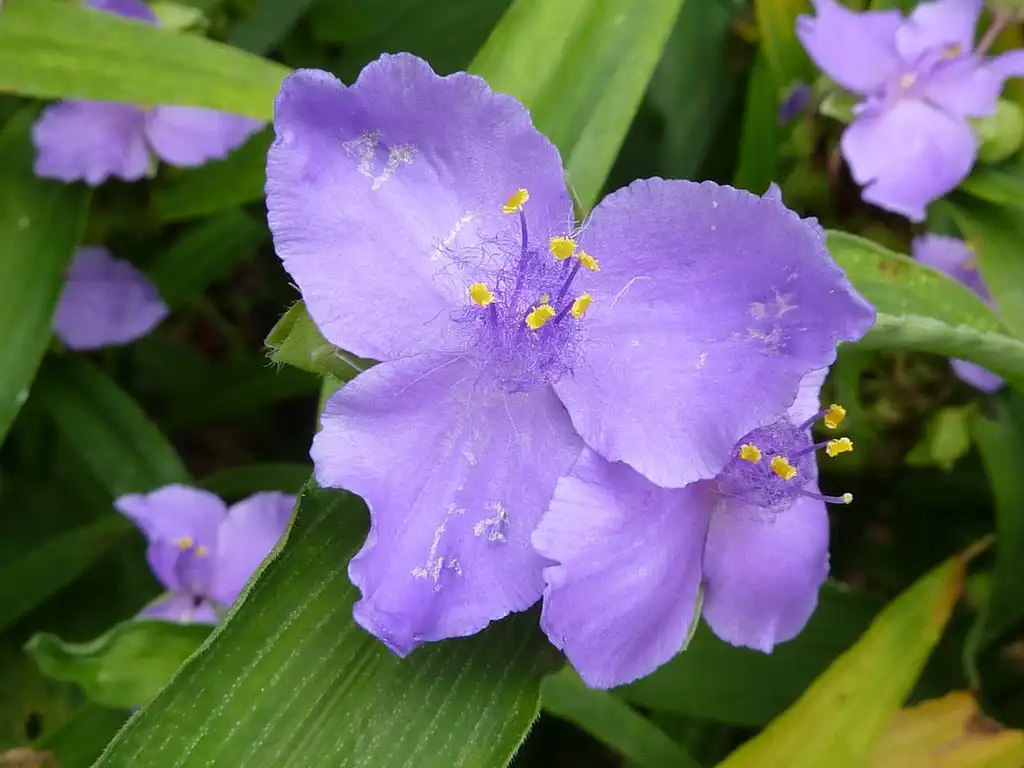 Фото Tradescantia virginiana (Tradescantia virginianas)