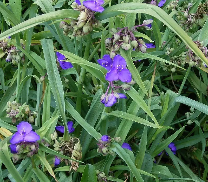 Фото Tradescantia virginiana - Leaves:GFDL
