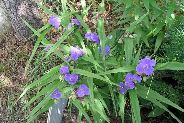 Фото Tradescantia virginiana - Form:Vahe-Matirosyan-