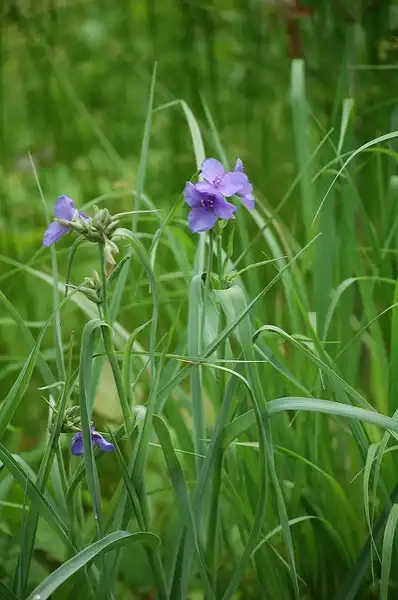 Фото Tradescantia virginiana - :Christine and John Fournier