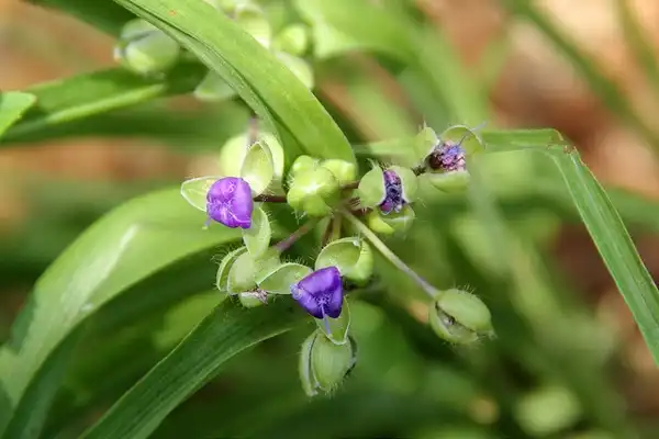 Фото Tradescantia virginiana - Flower buds:Random Michelle