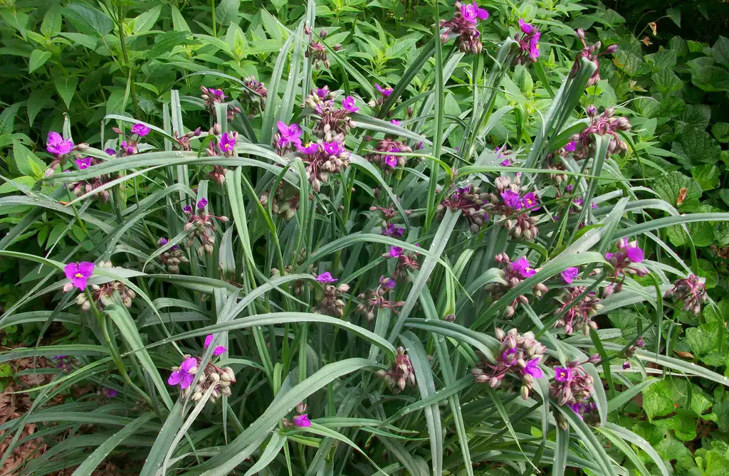 Фото Tradescantia virginiana - blooms, late spring, Iredell County, NC:Eva Munday