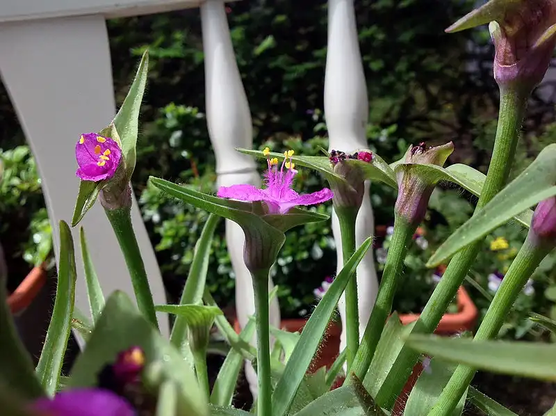 Foto de Tradescantia x andersoniana (Tradescantia x andersonianas)
