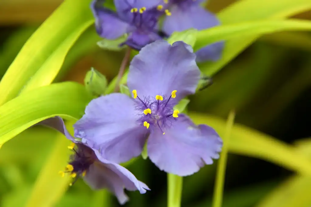 Foto de Tradescantia x andersoniana (Tradescantia x andersonianas)