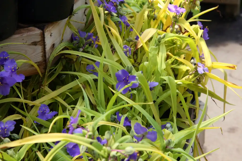 Foto de Tradescantia x andersoniana - Form:David J. Stang