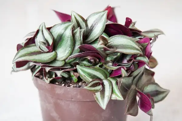 Фото Tradescantia zebrina (Tradescantia zebrinas)