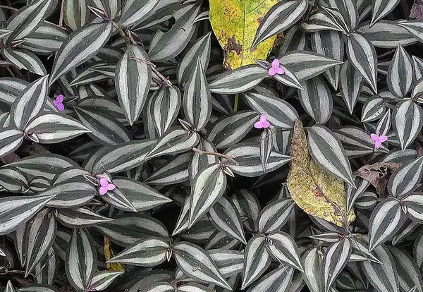 Фото Tradescantia zebrina (Tradescantia zebrinas)