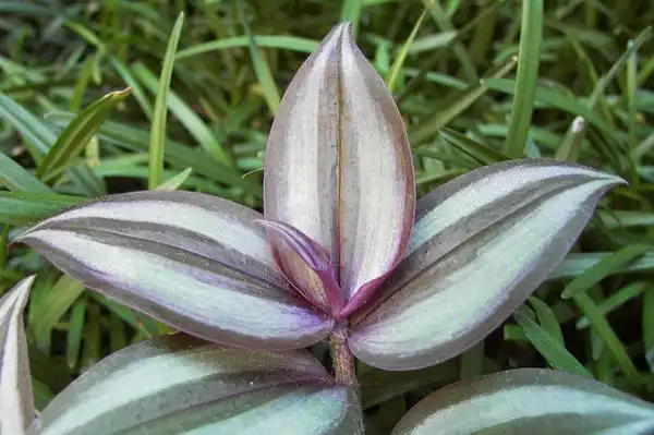 Фото Tradescantia zebrina - :abbamouse