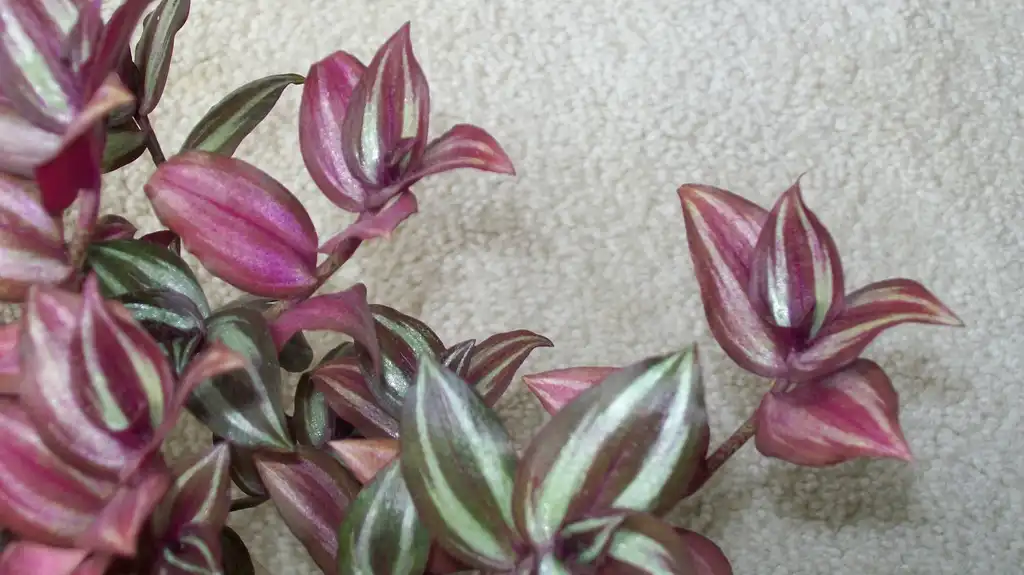Фото Tradescantia zebrina - Leaves Close-up:Quercus2018