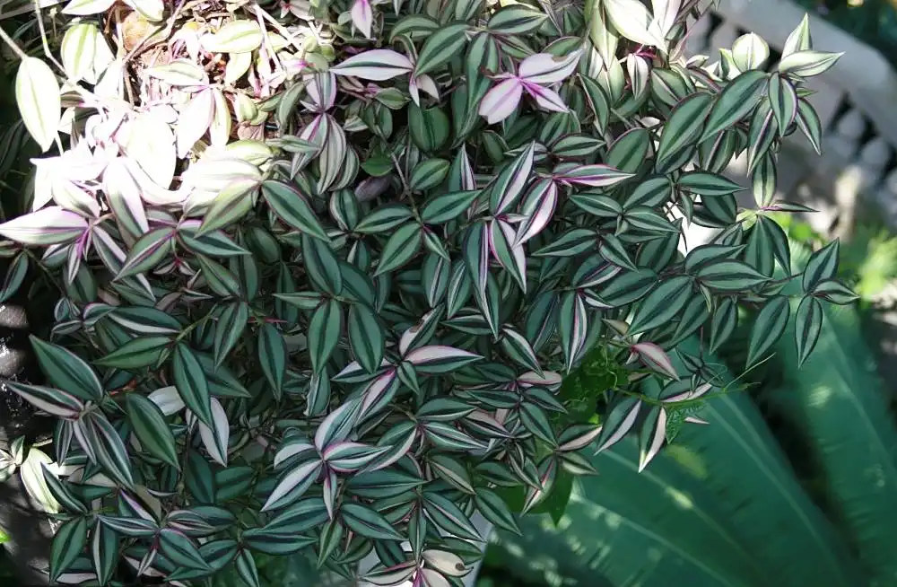 Фото Tradescantia zebrina - Leaves:David J. Stang