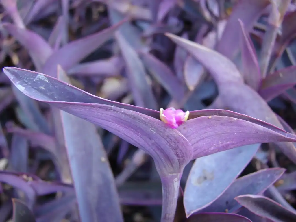 Photo of Tradescantia (Tradescantias)