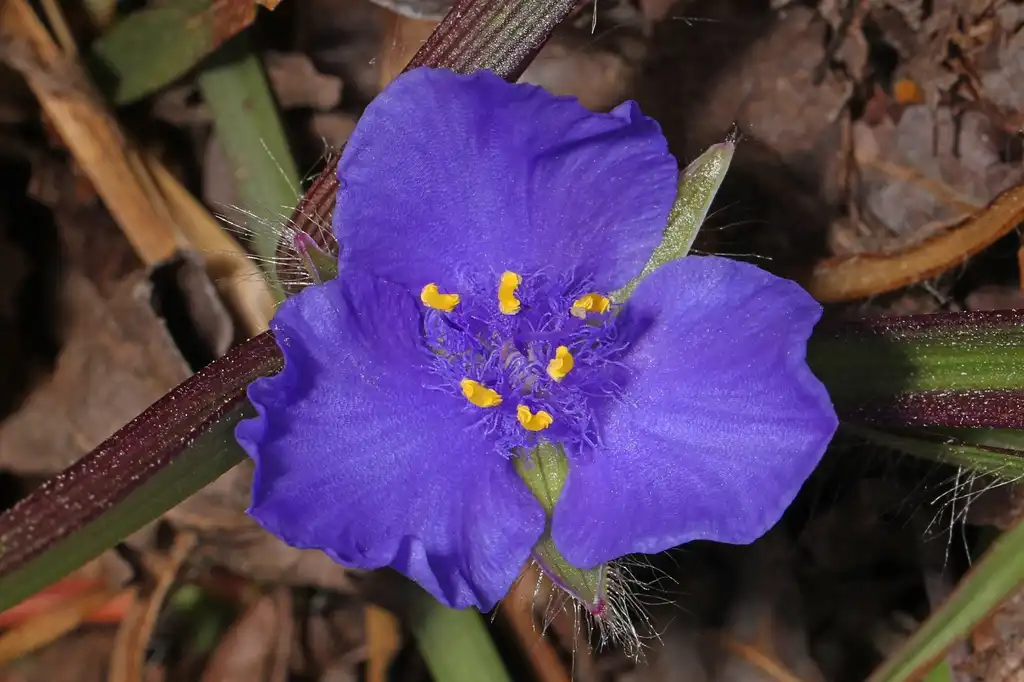 Photo of Tradescantia (Tradescantias)