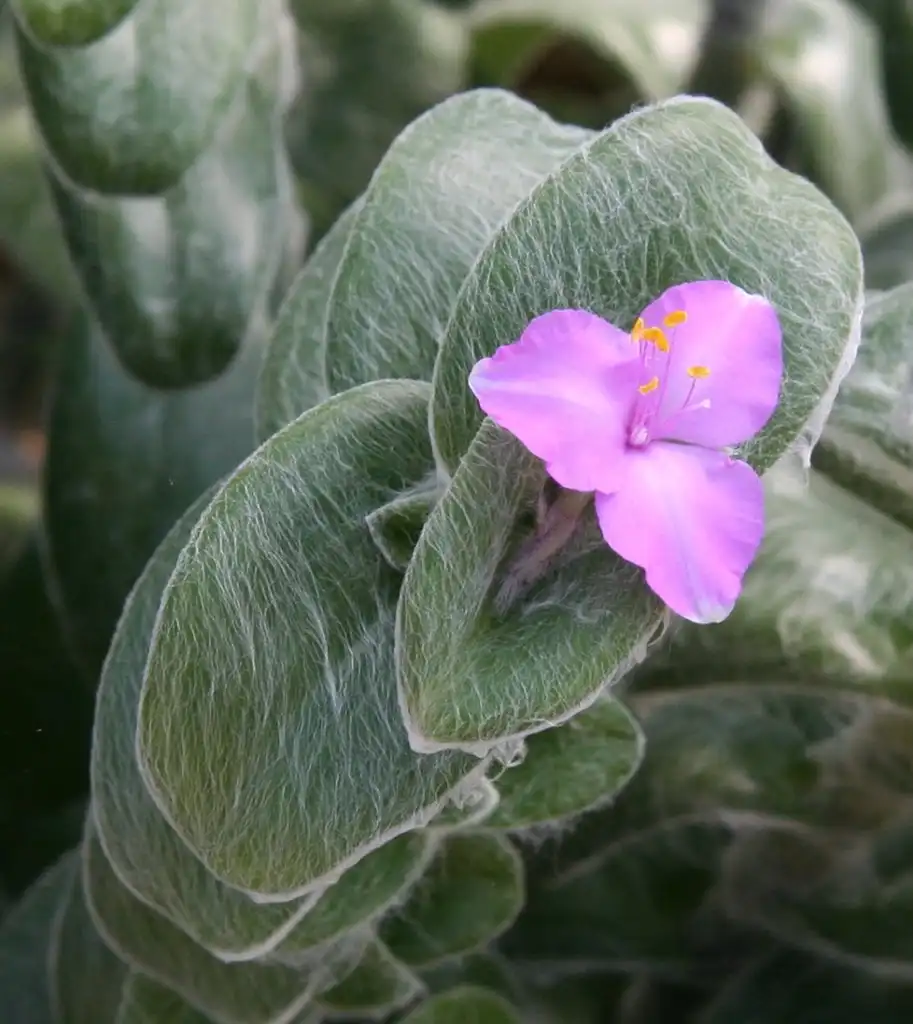 Photo of Tradescantia - T. sillamontana flower and leaves:Michael Wolf