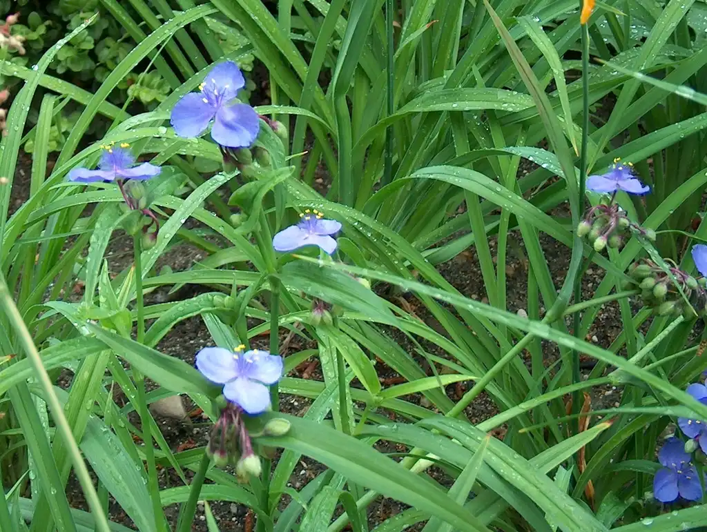 Photo of Tradescantia - T. virginian leaves:Anneli Salo