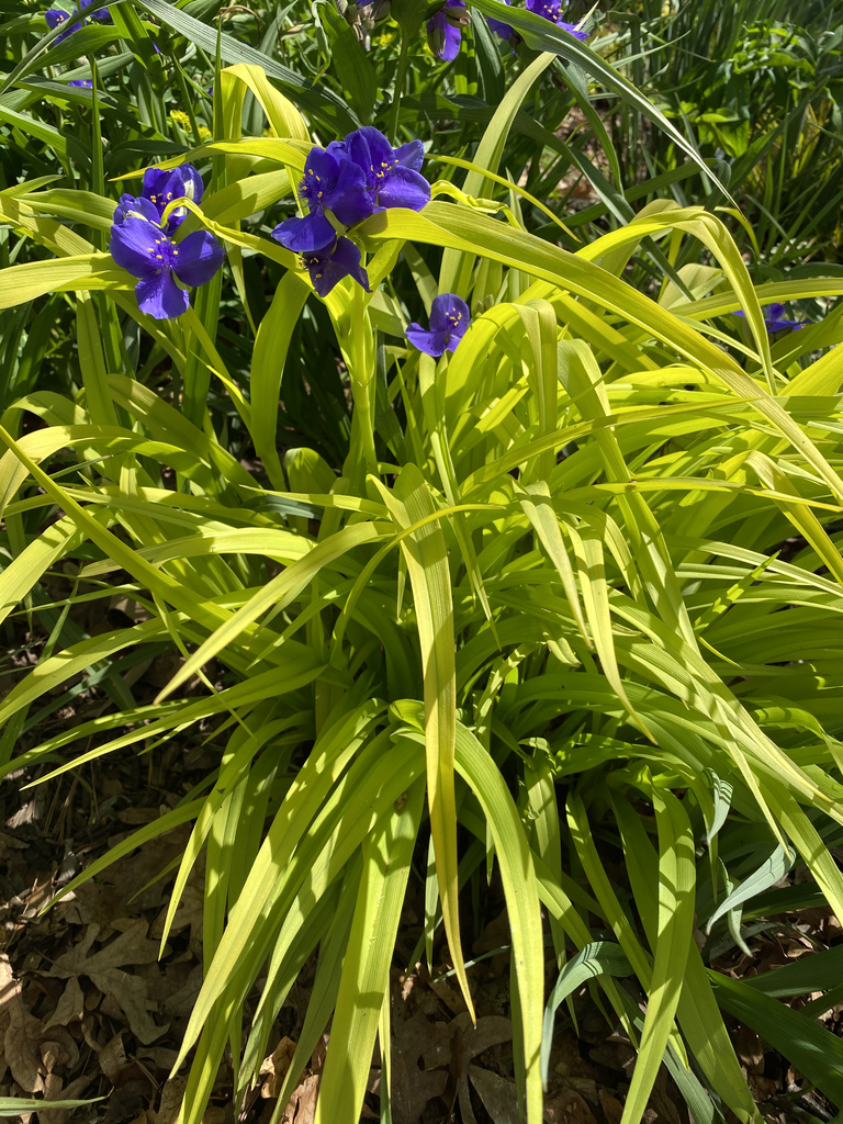 Photo of Tradescantia - 'Sweet Kate' Leaves Close-Up (Davidson County,NC)-April:Kathy Sill