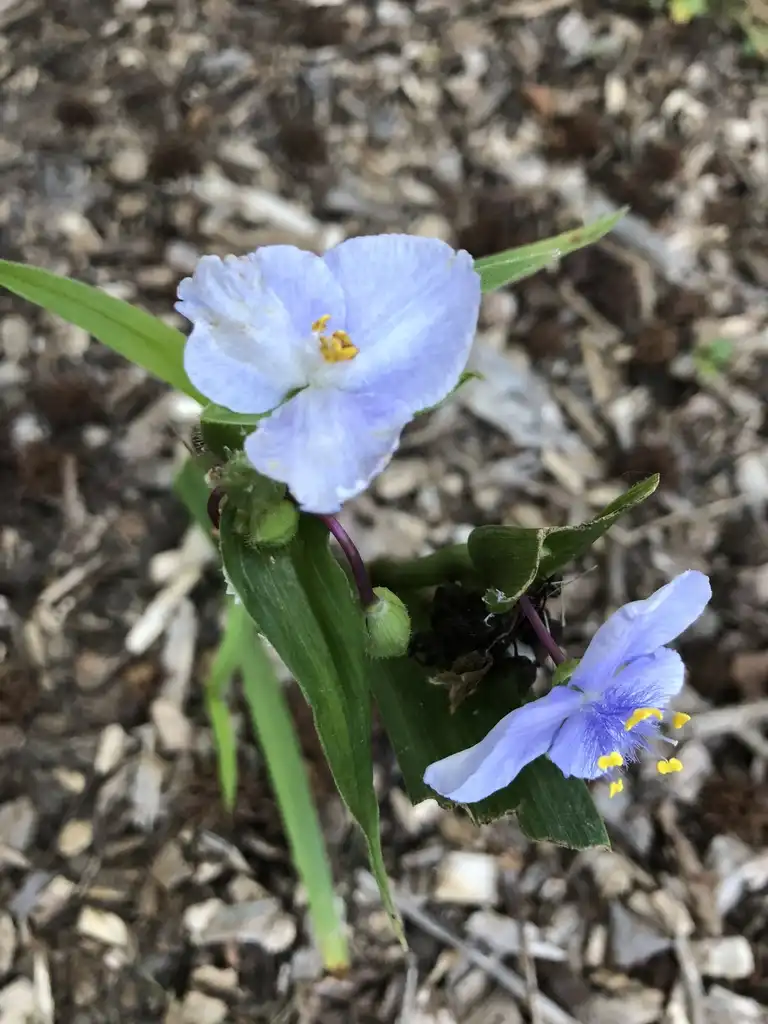 Photo of Tradescantia - Flower Close-up (Wake County, NC):Cathy Dewitt