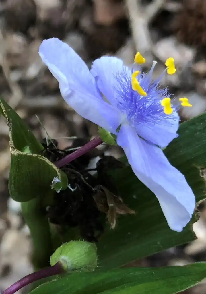 Photo of Tradescantia - Inside Flower (Wake County, NC):Cathy Dewitt