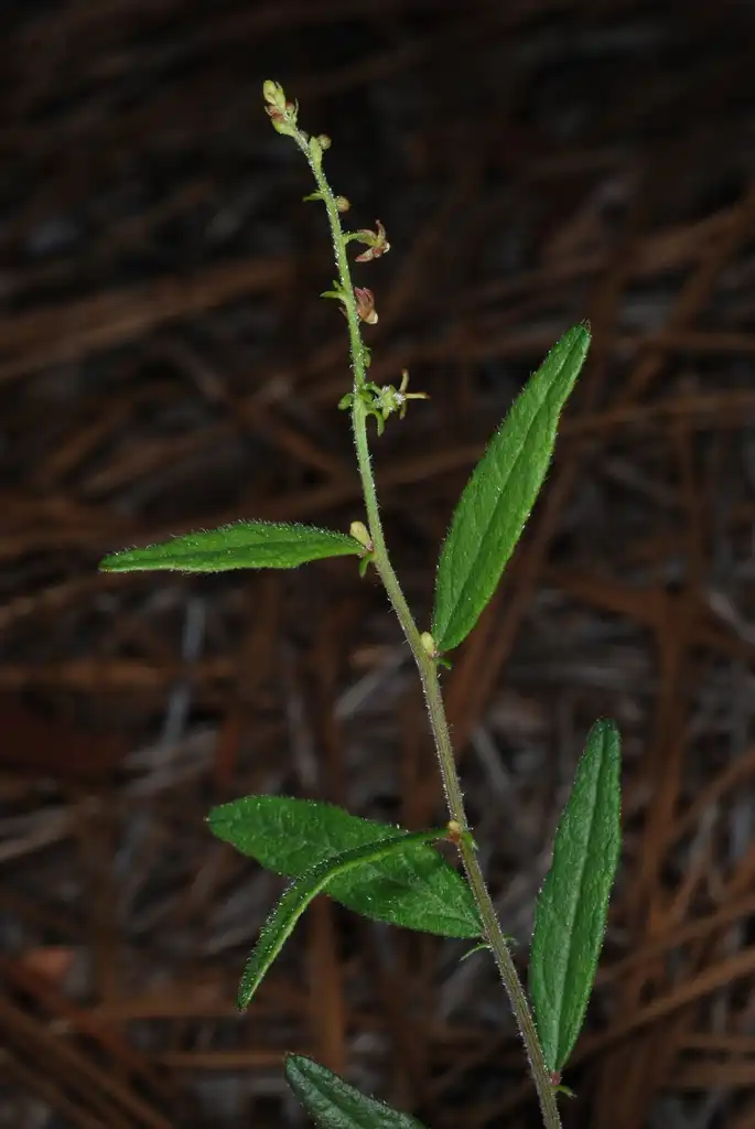 Фото Tragia urens (Tragia urenss)