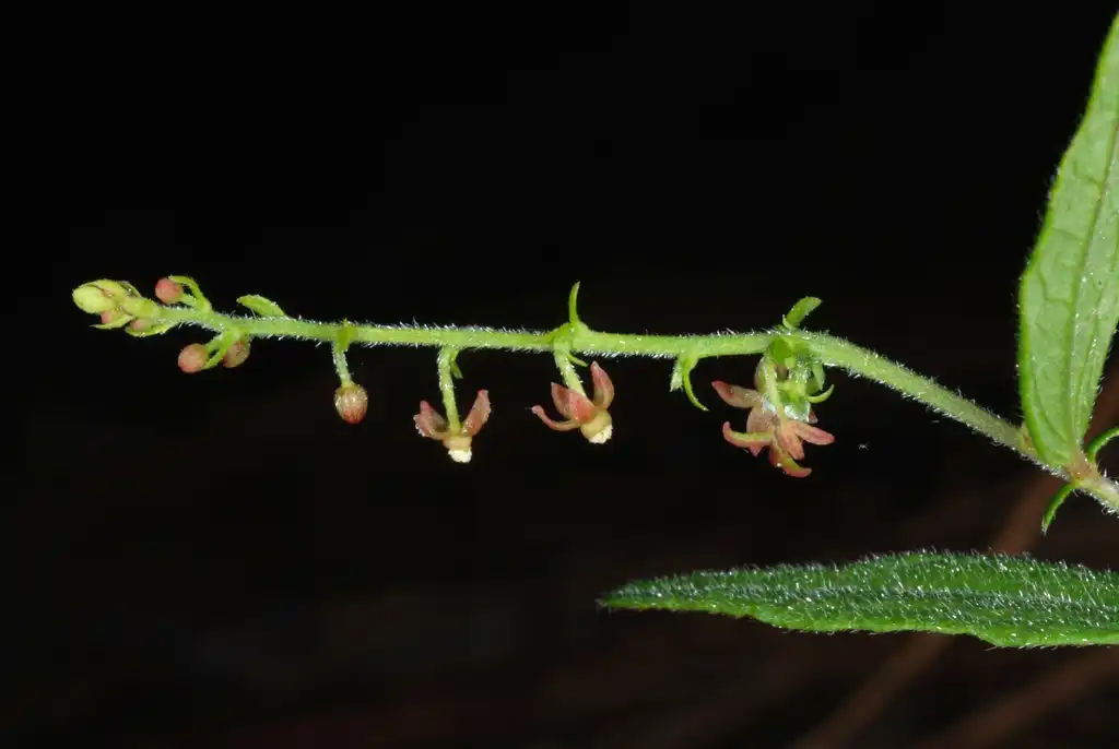 Фото Tragia urens (Tragia urenss)