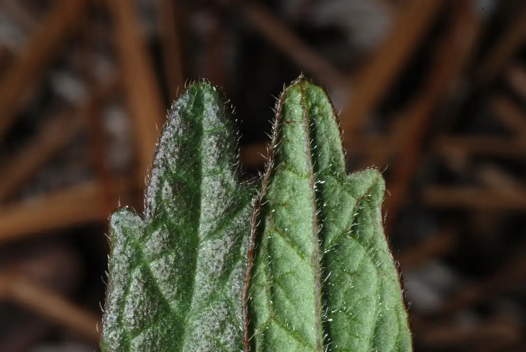 Фото Tragia urens - Front and back of leaves (Bladen County, NC)-Early Summer:Douglas Goldman, USDA