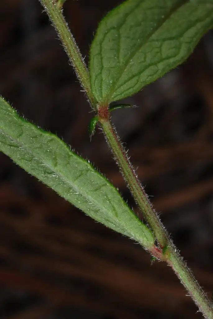 Фото Tragia urens - Hairy leaves and stem (Bladen County, NC)-Early Summer:Douglas Goldman, USDA